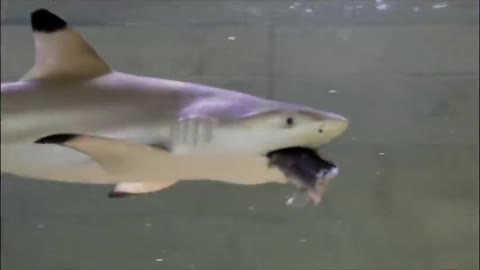 Shark in watertank