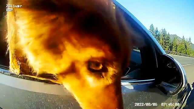 OSP trooper nabs fleeing pooch during traffic stop