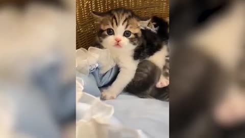 Try Not to Laugh - Puppies Edition #38
