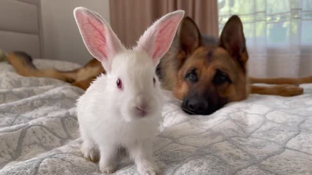 German Shepherd Confused by Baby Bunny