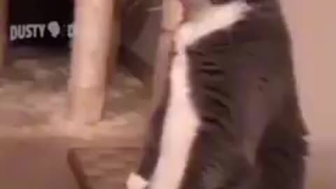 Funny animals video 😆😆😃 😆