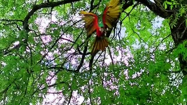 parrot#bird