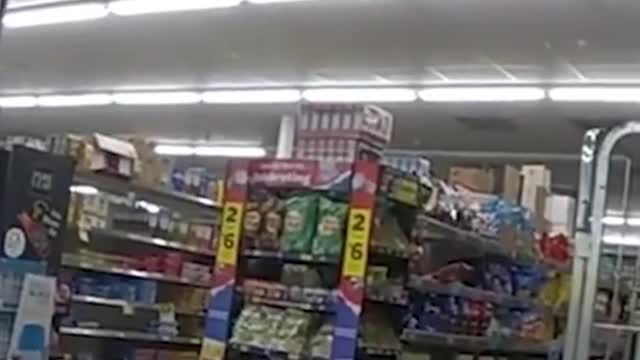 "Giant dog' refuses to leave Florida store