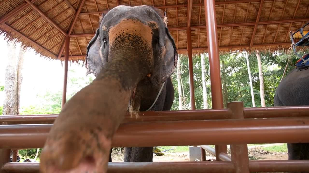 Closeup of Elephant Trunk. Slow Motion