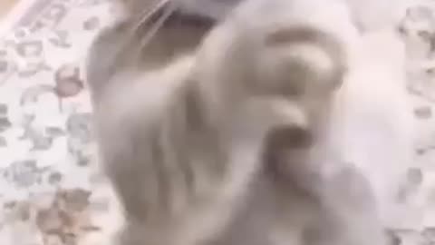 Funny cat talking