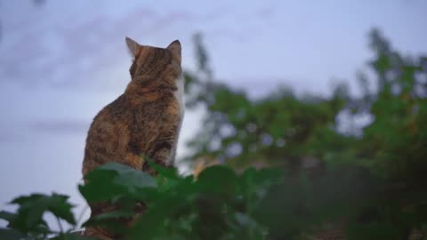 Cat in the garden 🐈 🌳🌿