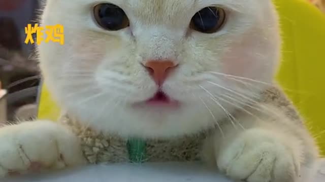 Cat video Playing Beautifull cat video Playing Beautifull cat