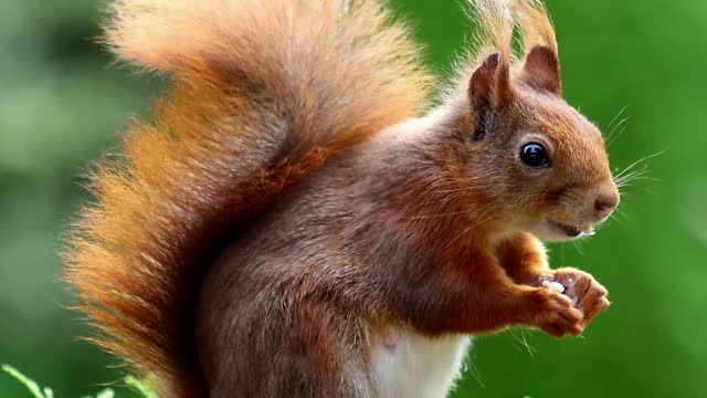 Squirrel On A Wood