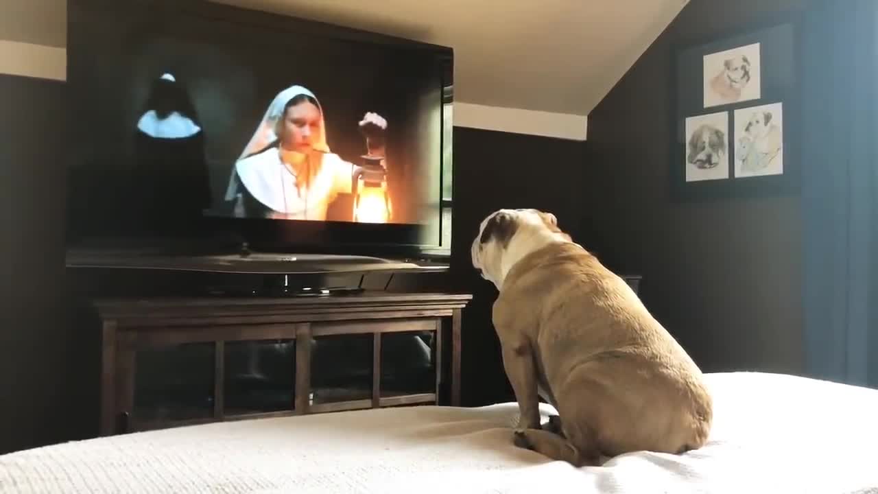 See Bulldog’s Reaction To The Nun Movie.