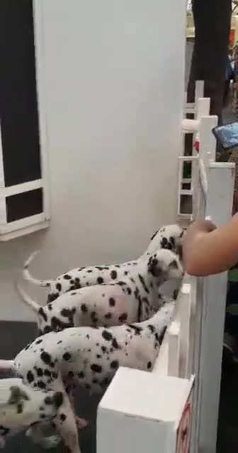 DALMATIANS ARE CUTE