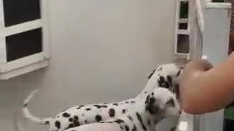 DALMATIANS ARE CUTE