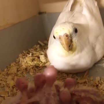 Female cockatiel enjoying her young and her owner playing with it