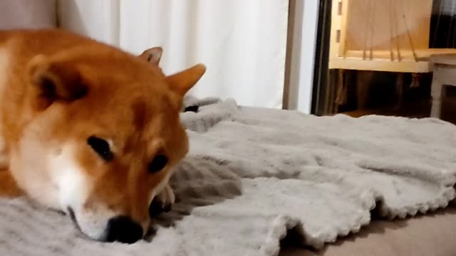 Shiba Inu from Russia sleeping on their own sofa