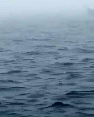 Creature from the sea