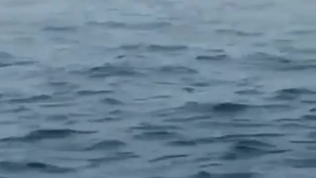 Creature from the sea