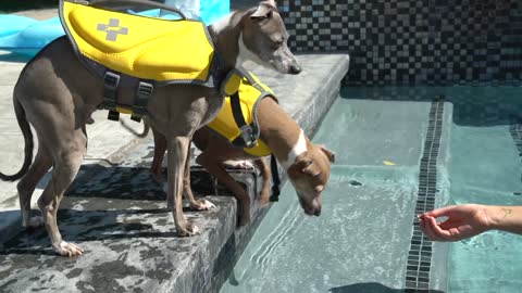 I'm teaching my Dogs How To Swim!!