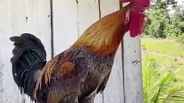 The longest rooster crow