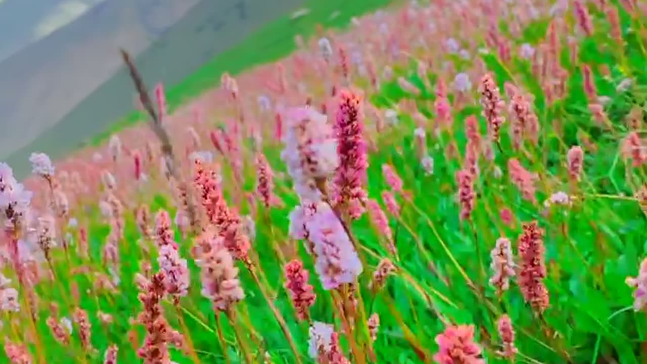 Supat Valley | Supat flowers | Supat tour | Supat Kohistan | Supat beauty