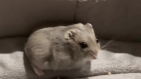A dwarf hamster!