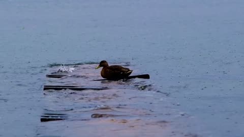 Duck Lake is located in Eden Prairie