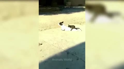 The Cat's Meow of Comedy: Unforgettable Funny Videos