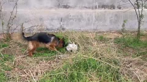 black-backed police dog