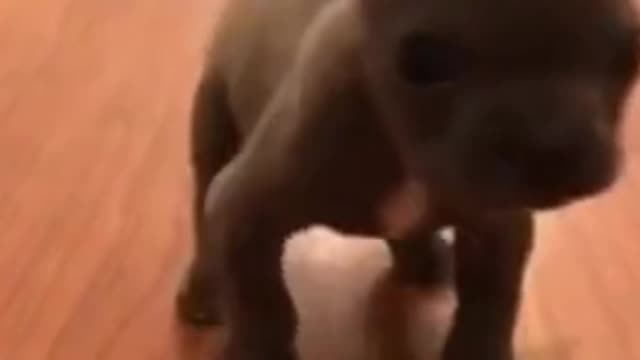 Hilarious Dog of Tik Tok! Try NOT to Laugh! #Shorts