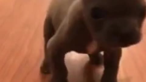 Hilarious Dog of Tik Tok! Try NOT to Laugh! #Shorts