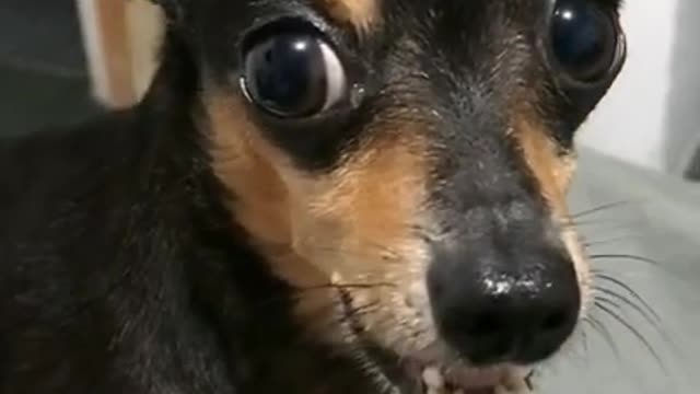 crazy pinscher !!!