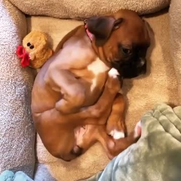 Boxer dog in a short nap