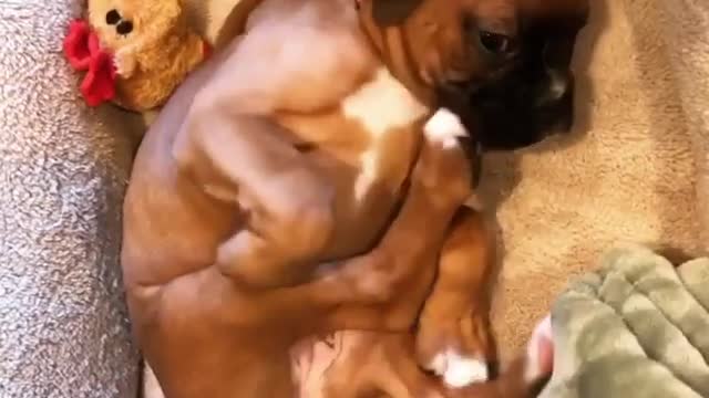 Boxer dog in a short nap