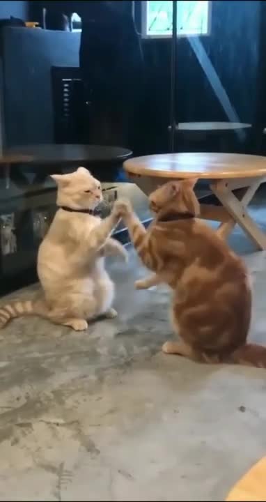 Cat fighting funny video😃😁