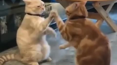 Cat fighting funny video😃😁