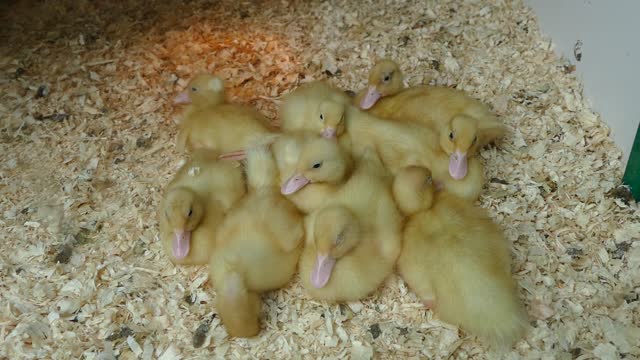 cute ducks playing "HD"