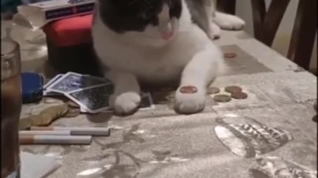 Cute Cat Learns A Magic Trick