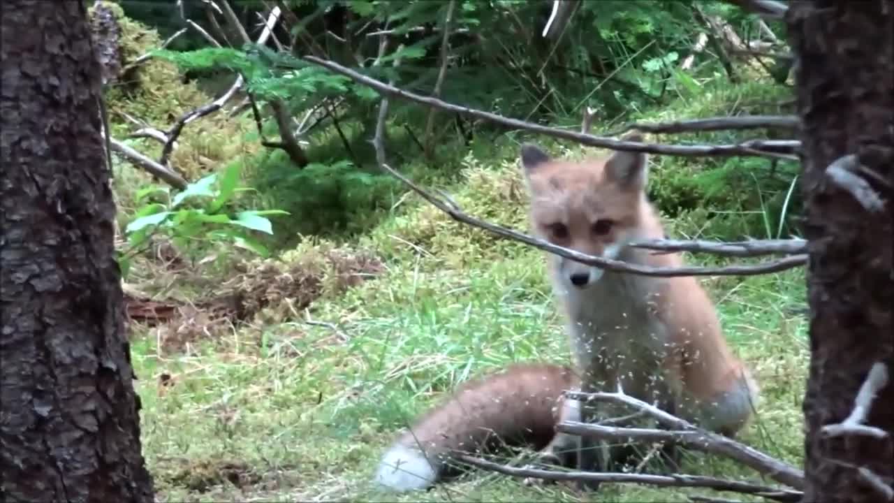 Young Red Fox