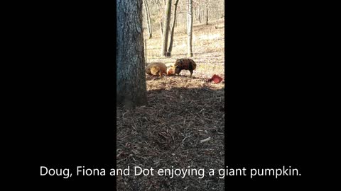 Kunekune pigs and pumpkins