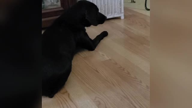 Doggie Vs. House Fly