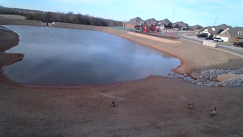 The Pond