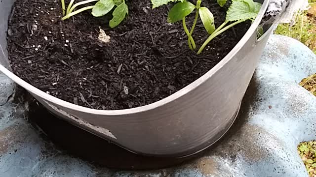 # 8. My plants for life.