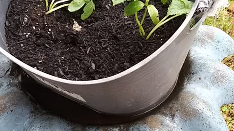 # 8. My plants for life.