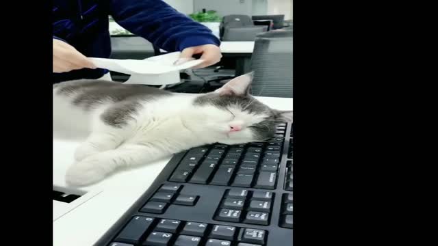 CUTE CAT FUNNY MOMMENTS