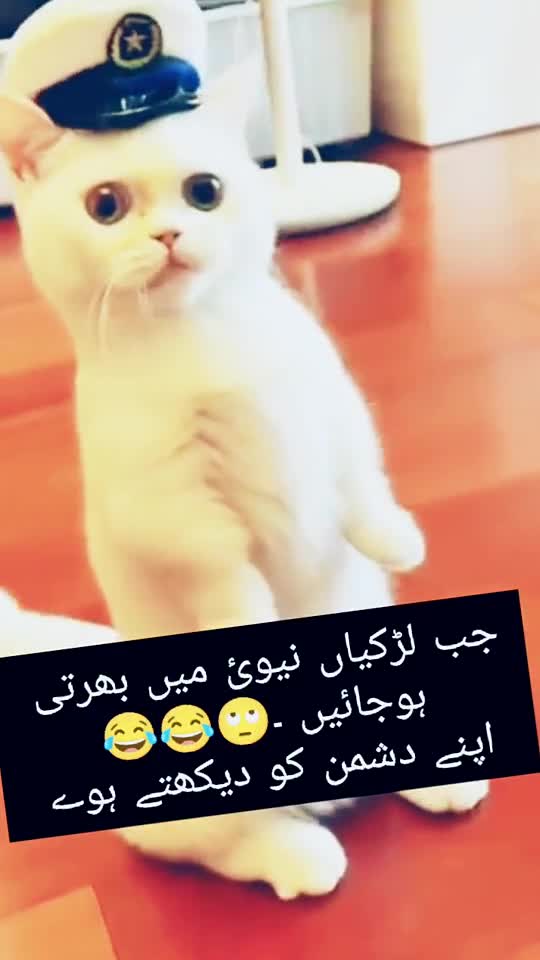 Very funny video and cute cat