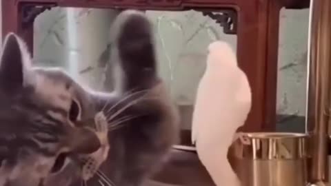 Cat knows to be gentle with birds.