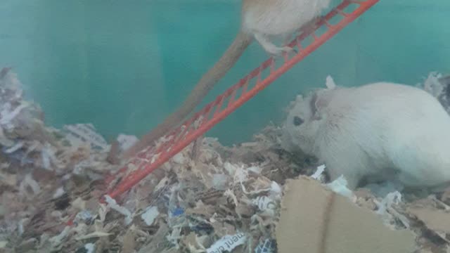 Gerbil life