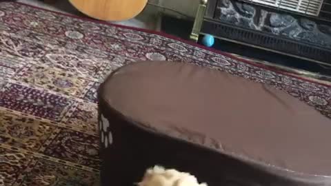 Tan puppy rolls his brown bed over on top of him