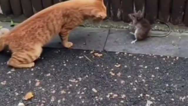 Best funny videos compilation try not no laugh 😂🤣 #animals #funny #cat #dog