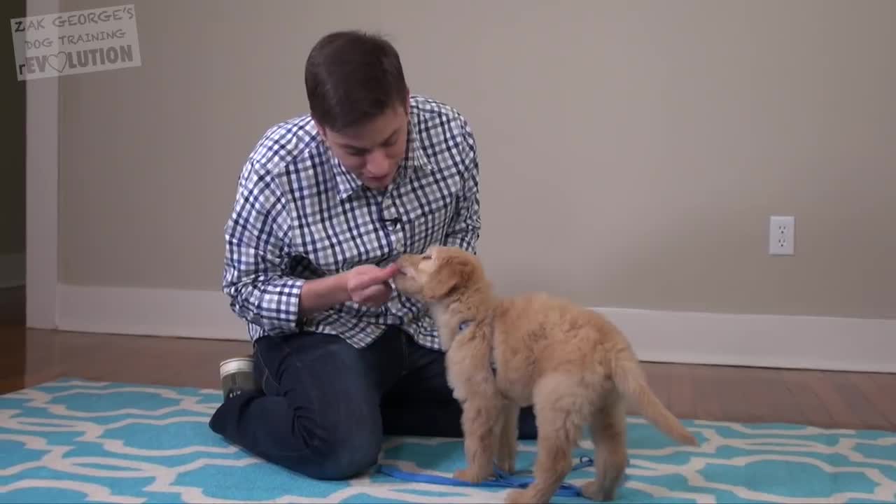 Teach labrador puppy