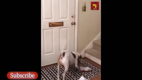 DOG AND CAT CUTE