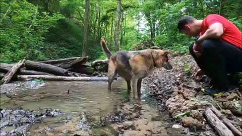 The dog is swimming in the water | Bulldog | Dogs video | Animals video | Cute Dogs